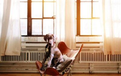 Moving with pets does not have to be hard