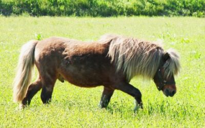 Special Seeing-Eye Animal